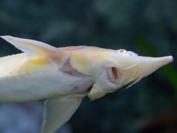 Albino sterlets can be seen at the Primorsky Aquarium.